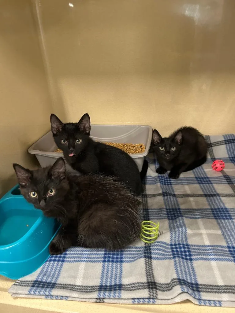 A baby medium-sized male Domestic Long Hair cat named Bartee for adoption in Gautier, MS