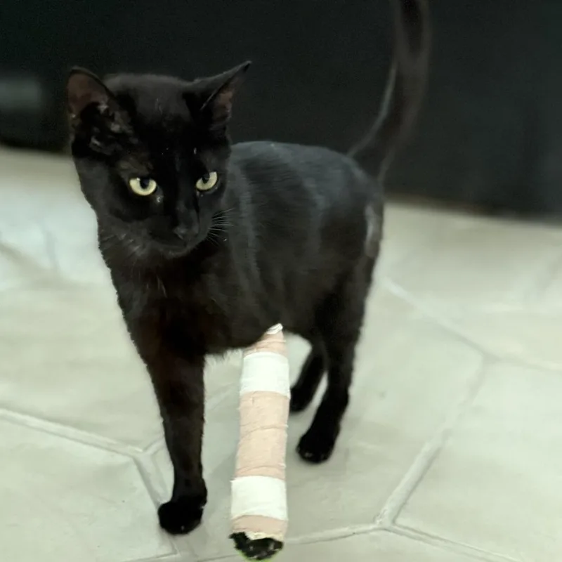 An adult medium-sized female Black Domestic Short Hair cat named Dimension Wizard for adoption in Austin, TX