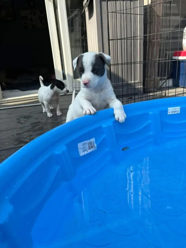 A baby medium-sized male Border Collie dog named Chase for adoption in Berlin, NJ