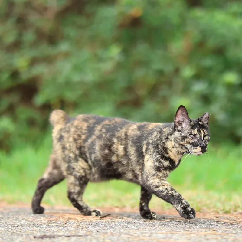 An adult medium-sized female American Bobtail cat named Pippi for adoption in Lucedale, MS