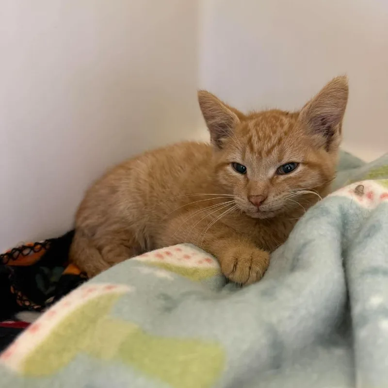 A baby small-sized male Buff / Tan / Fawn Domestic Short Hair cat named Clark for adoption in Rocky Mount, VA