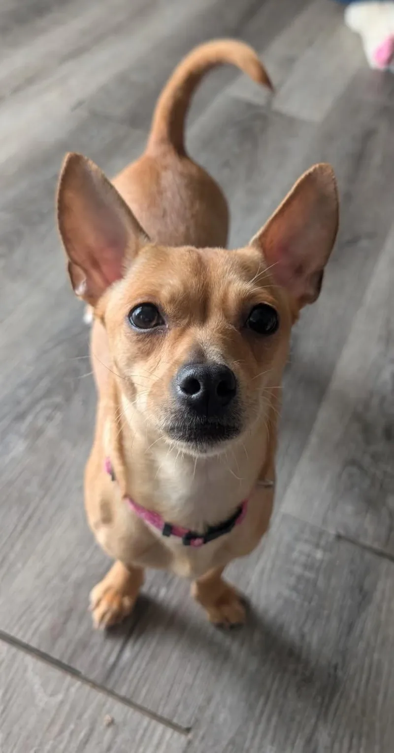 A young small-sized female Yellow / Tan / Blond / Fawn Chihuahua dog named Frida for adoption in South Charleston, OH