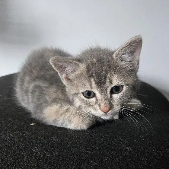 A baby small-sized female Gray / Blue / Silver Domestic Medium Hair cat named Penne for adoption in Chapel Hill, NC
