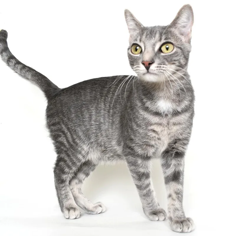 An adult medium-sized female Gray / Blue / Silver Domestic Short Hair cat named Little Bit for adoption in Springfield, IL