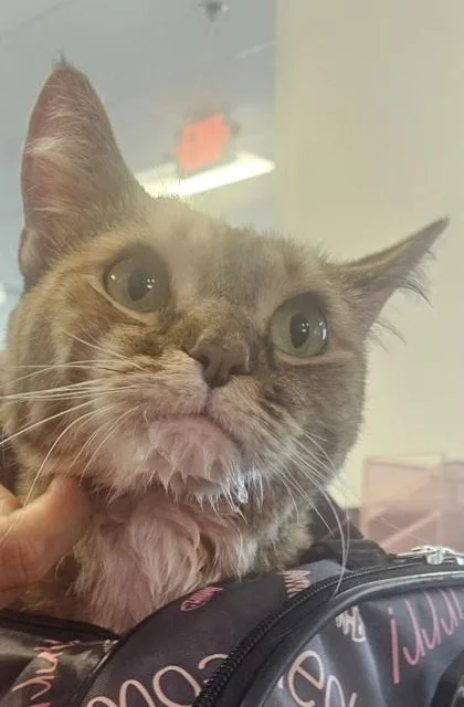 An adult large-sized female Domestic Short Hair cat named Mcqueen for adoption in West Chester, PA
