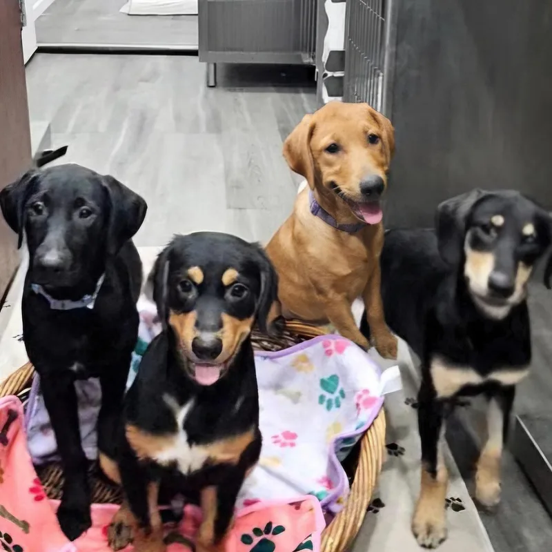 A baby large-sized female Black Retriever dog named Breakfast Club for adoption in CORPUS CHRISTI, TX