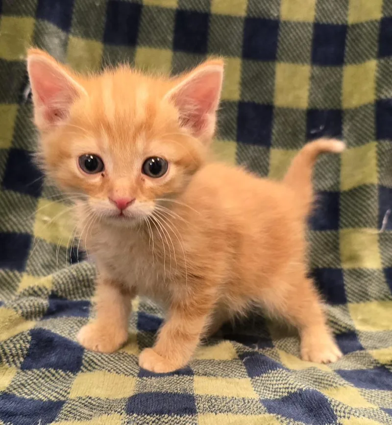 A baby small-sized male Domestic Short Hair cat named Atlas for adoption in Murphysboro, IL
