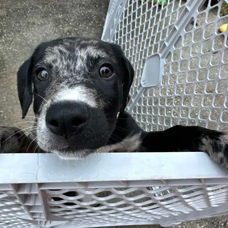 Nikita