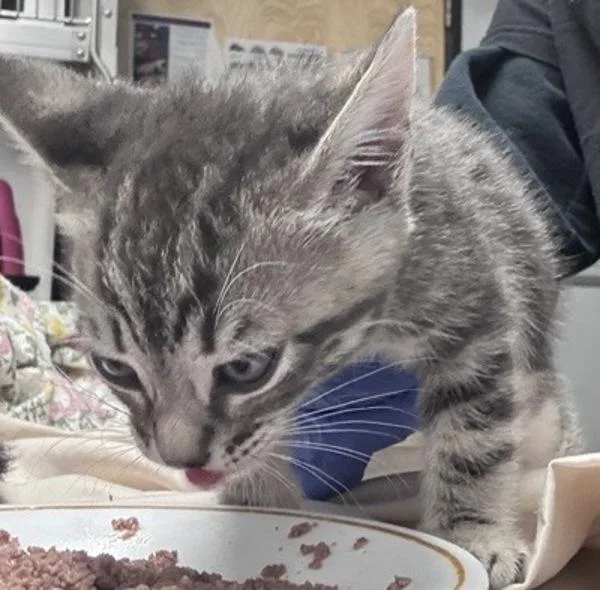 A baby small-sized male Domestic Short Hair cat named Esau for adoption in Escondido, CA