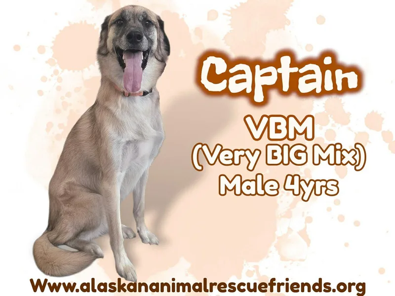 An adult large-sized male Shepherd dog named Captain for adoption in Anchorage, AK