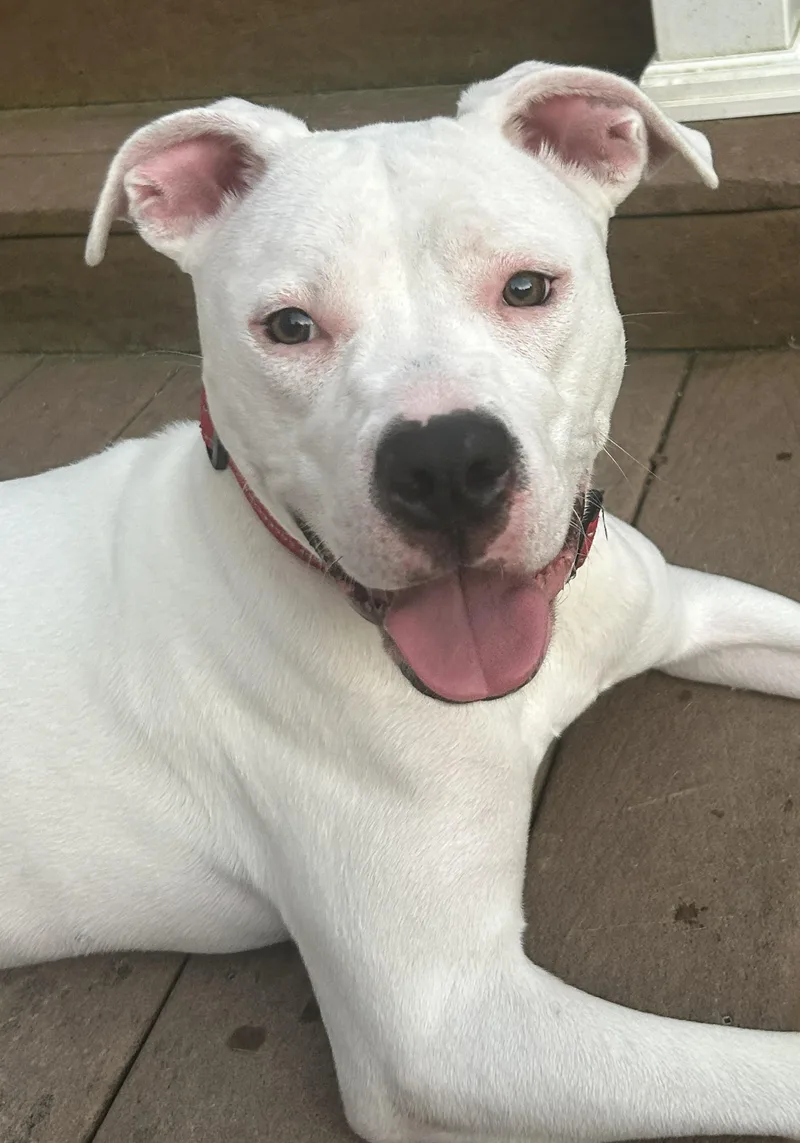A young large-sized female Dalmatian dog named Bella Rose for adoption in Troy, MI