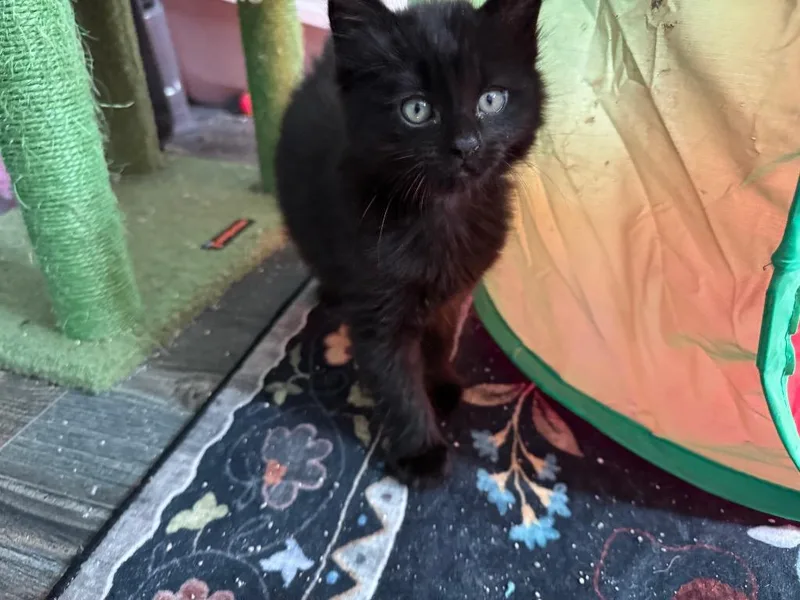 A baby medium-sized male Domestic Long Hair cat named Consomme for adoption in Fort Lupton, CO