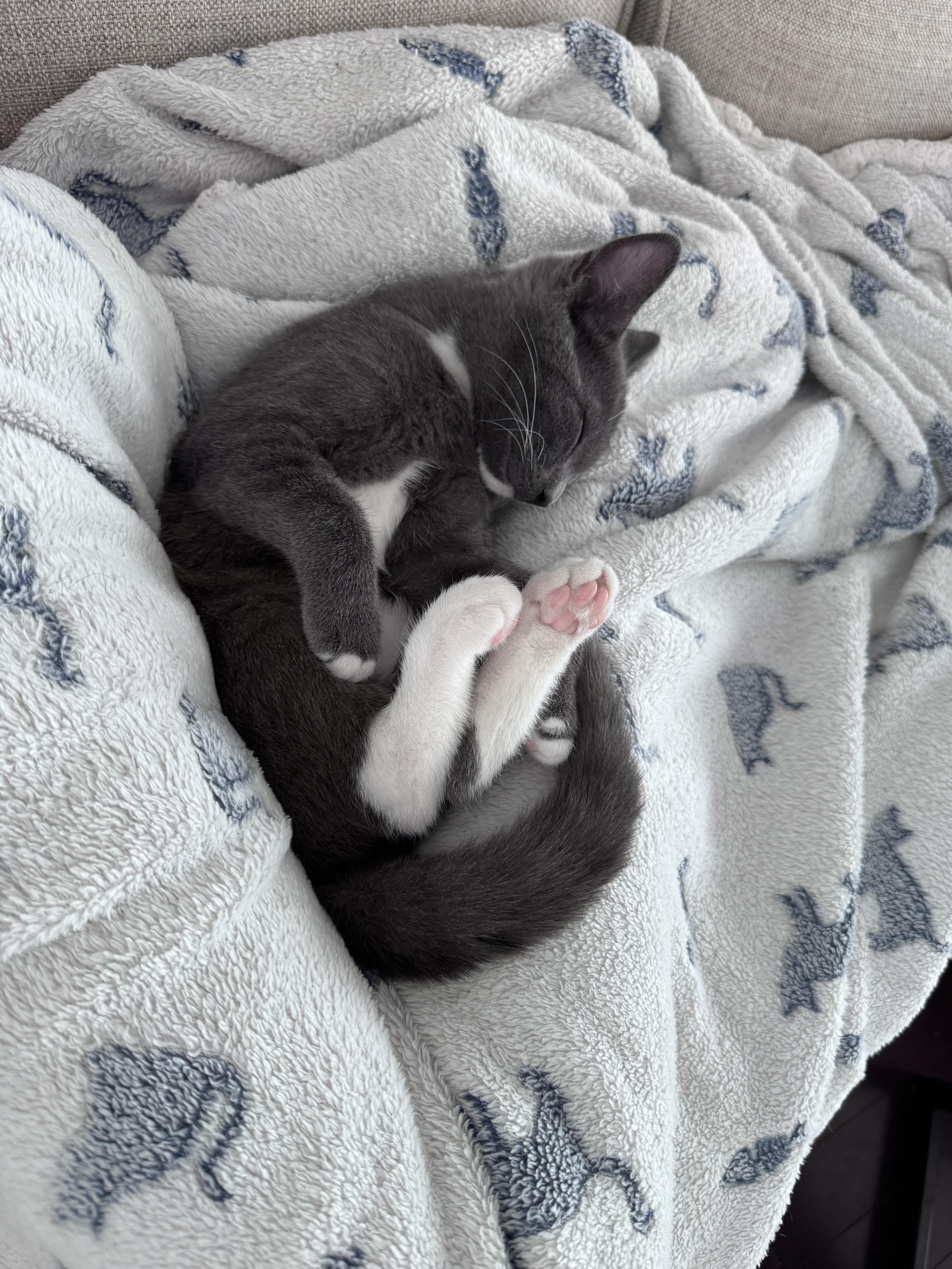 Willow