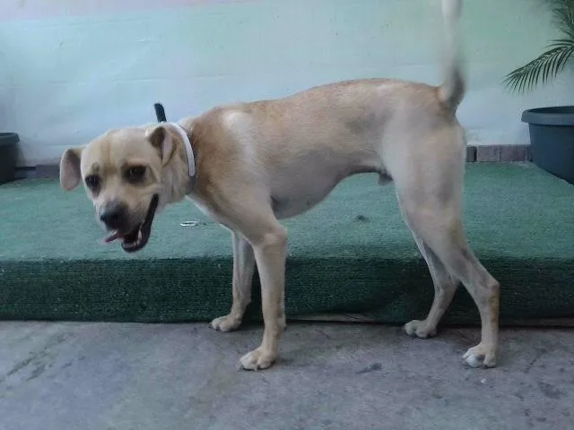A young medium-sized male Basenji dog named Copper for adoption in Baldwin Park, CA