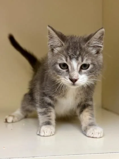 A baby small-sized male Domestic Medium Hair cat named Paddle for adoption in Chamblee, GA