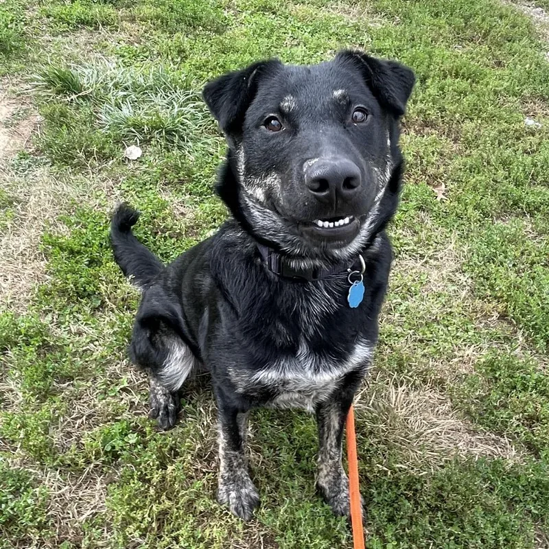 An adult medium-sized male Shepherd dog named Blueberry for adoption in Springfield, MO