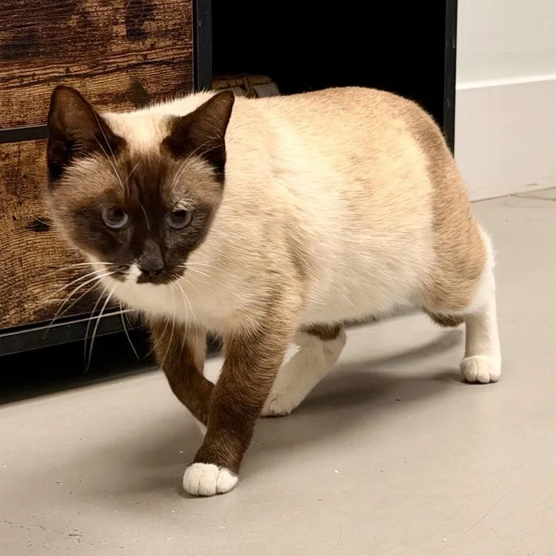 A young medium-sized female Buff / Tan / Fawn Siamese cat named Zara for adoption in Freeport, FL