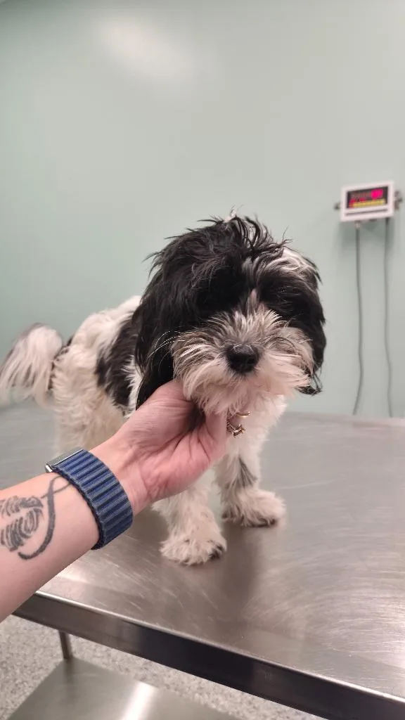 A young small-sized female Terrier dog named Sugar for adoption in Athens, TN