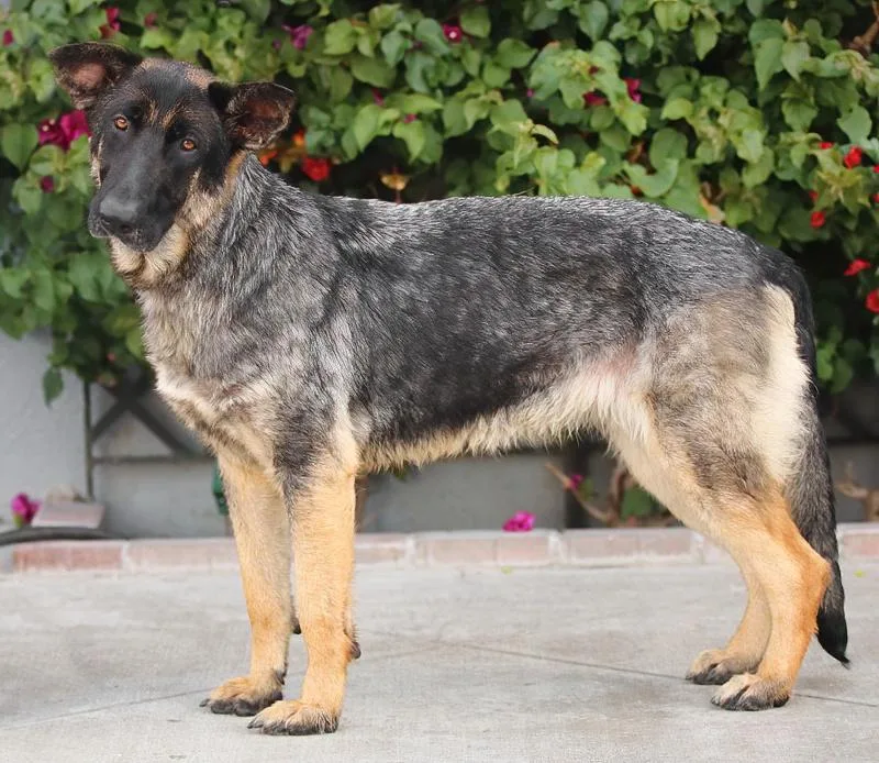 A young large-sized female Sable German Shepherd Dog dog named Gemma Von Gehrde for adoption in Los Angeles, CA