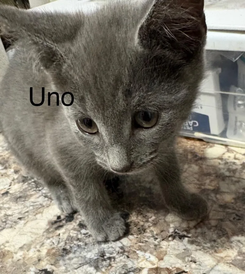 A baby medium-sized male Domestic Short Hair cat named Uno for adoption in Saint Francisville, LA