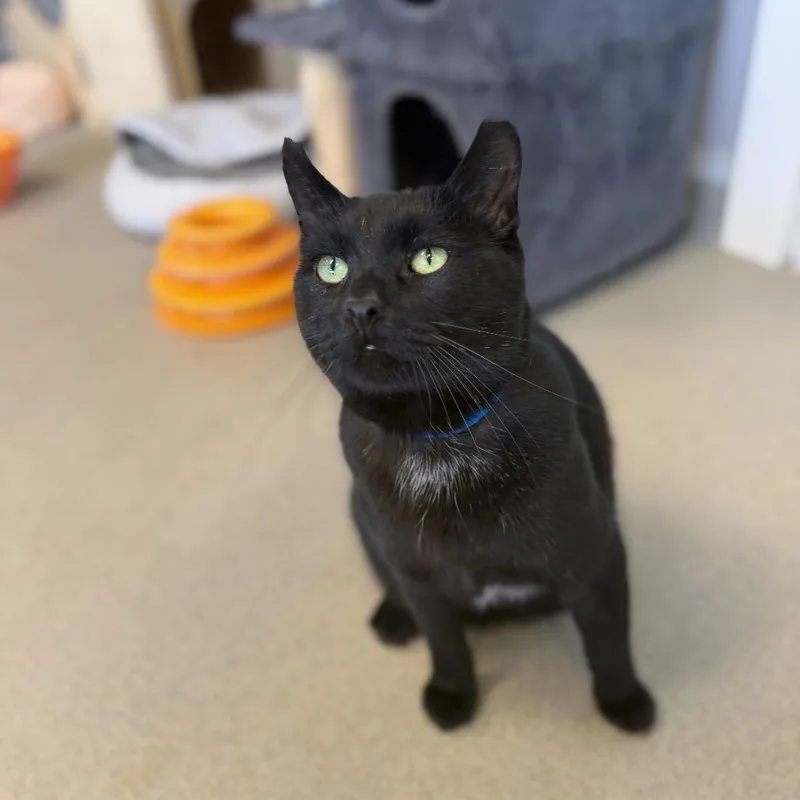 An adult large-sized male Black Domestic Short Hair cat named Villain for adoption in Hamburg, NY