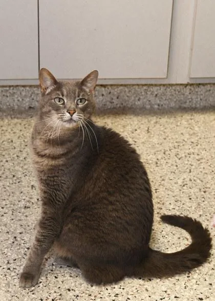 An adult medium-sized female Domestic Short Hair cat named Seraph for adoption in Baton Rouge, LA