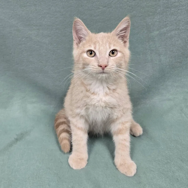 A baby medium-sized male Domestic Short Hair cat named Michael for adoption in Frankfort, IN