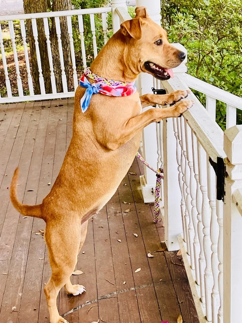 Penny Loves To Hike thumbnail 6