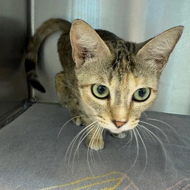 An adult medium-sized female Buff / Tan / Fawn Domestic Short Hair cat named Trixie for adoption in Englewood, FL