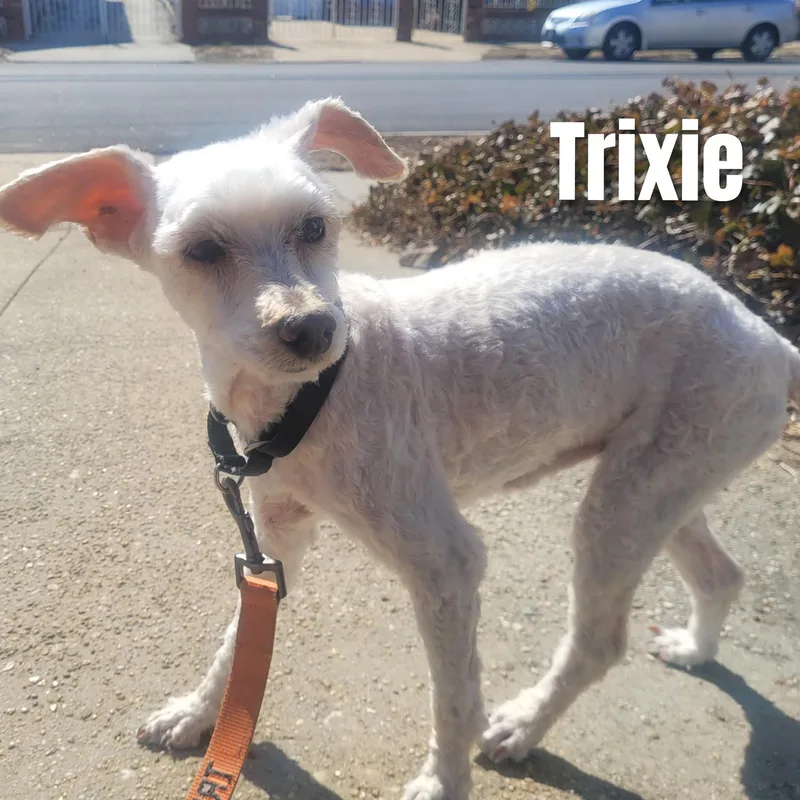 Trixie