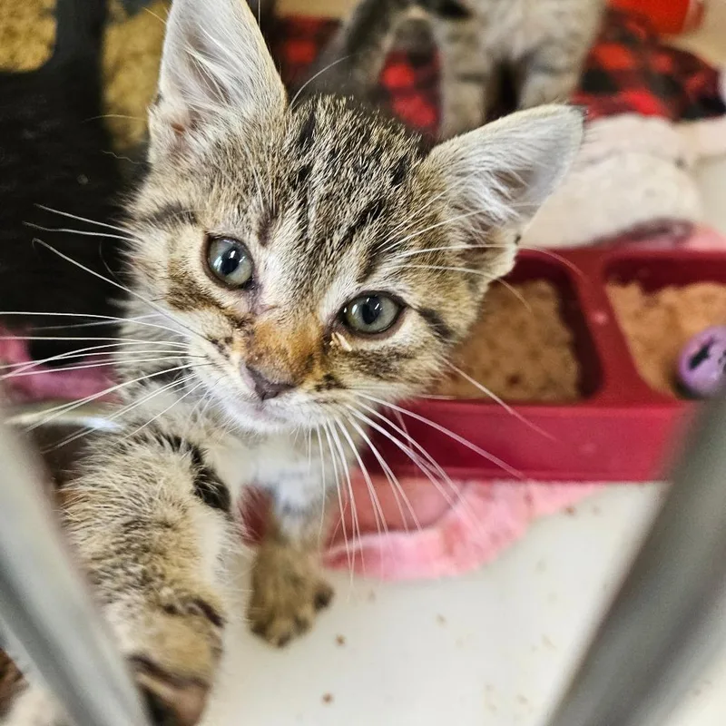 A baby small-sized male Brown / Chocolate Domestic Short Hair cat named Boda for adoption in Ridgely, MD