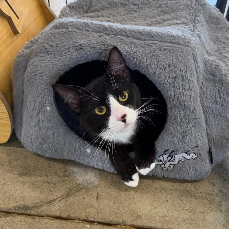 An adult small-sized male Black Domestic Short Hair cat named Extended Warranty for adoption in Spanish Fork, UT