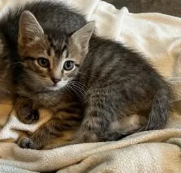 A baby small-sized male Domestic Short Hair cat named Comet for adoption in Independence, MO