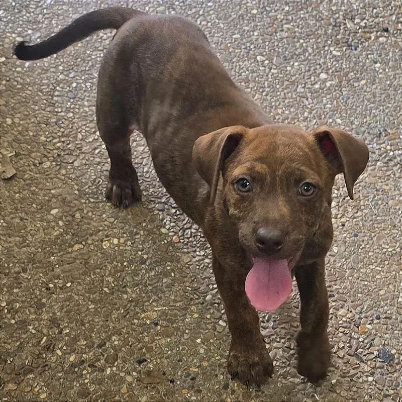 A baby large-sized male Brown / Chocolate Mixed Breed dog named Darwin for adoption in Binghamton, NY