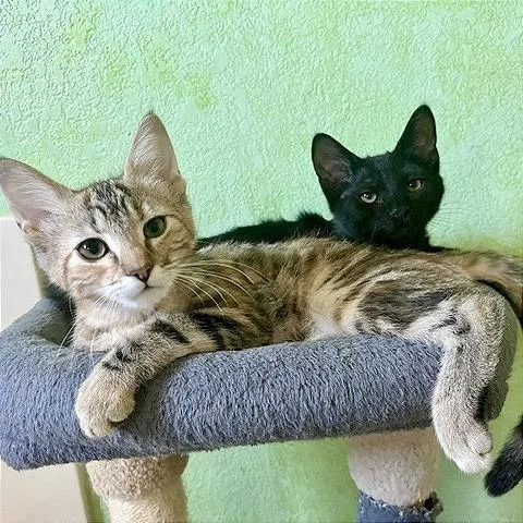 A baby small-sized female Brown / Chocolate Domestic Short Hair cat named Savannah for adoption in Pleasant Hill, CA