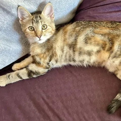 Savannah thumbnail 4