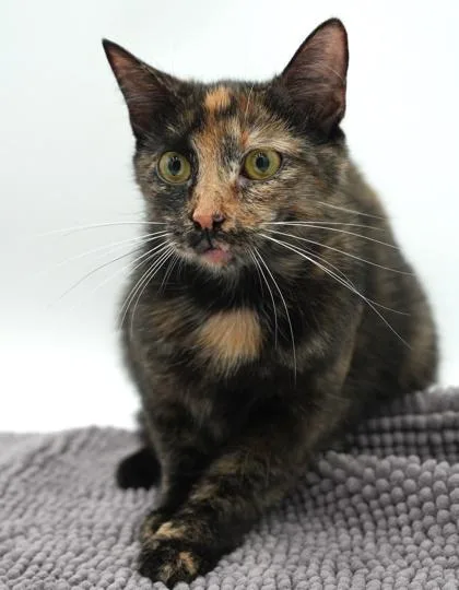 A young medium-sized female Domestic Short Hair cat named Amore for adoption in Bowling Green, KY