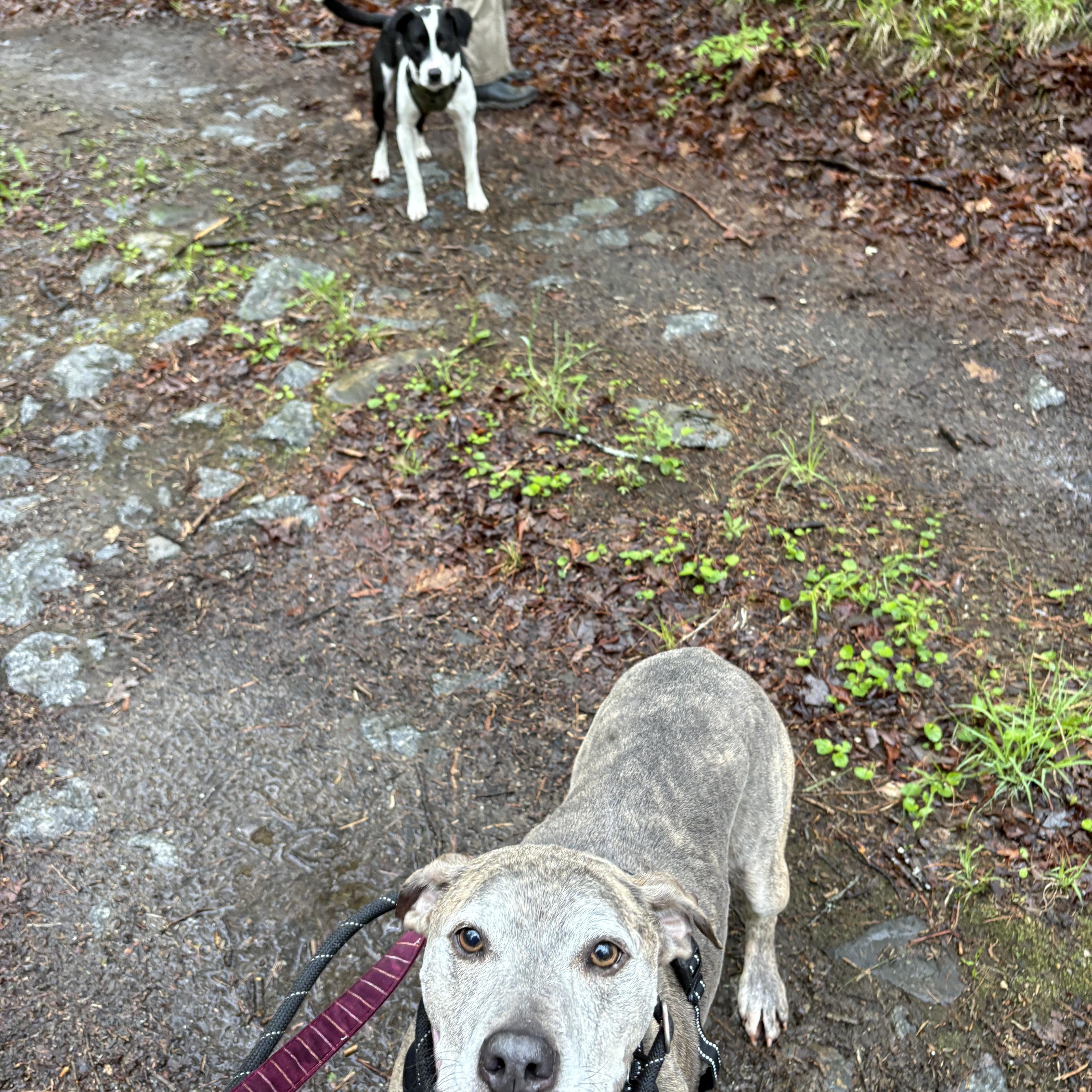 An adult medium-sized female Brindle Pit Bull Terrier dog named Minni for adoption in New Boston, NH