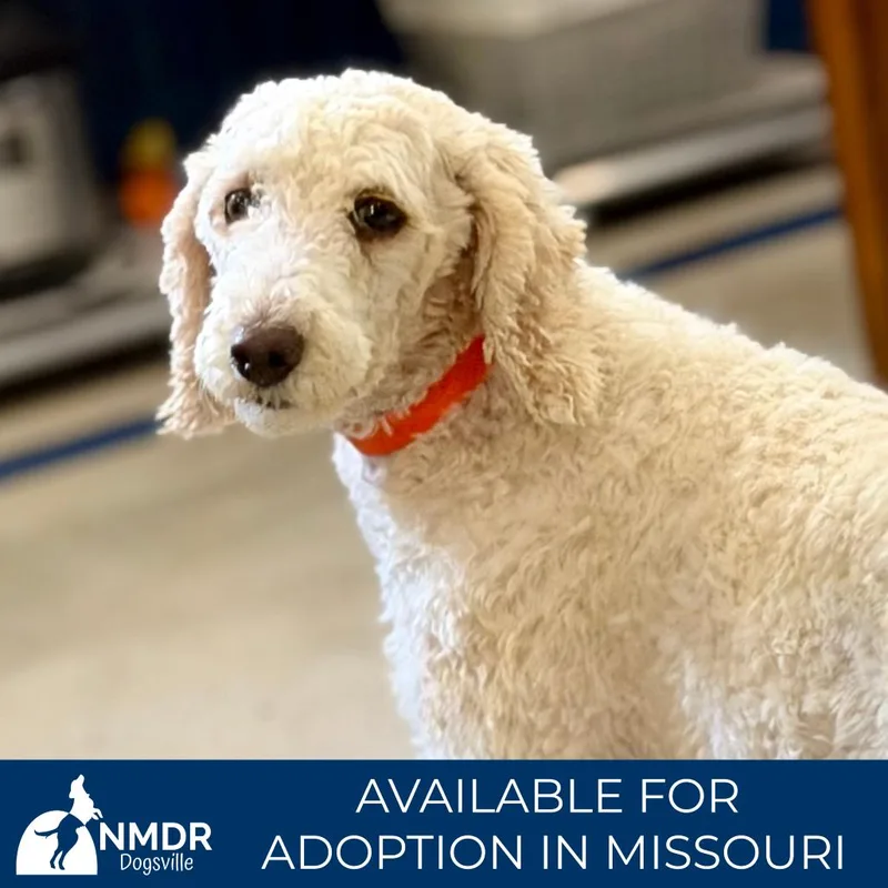 An adult small-sized female White / Cream Poodle dog named Delaney Missouri JY for adoption in Peyton, CO