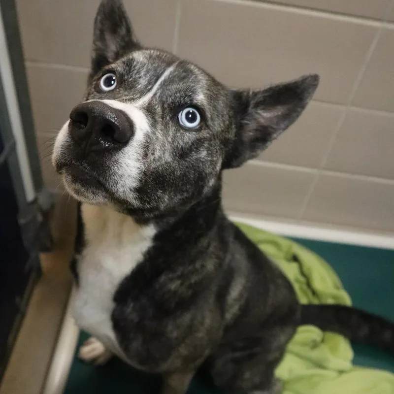 An adult medium-sized male Brindle Mixed Breed dog named Buck for adoption in Waukesha, WI