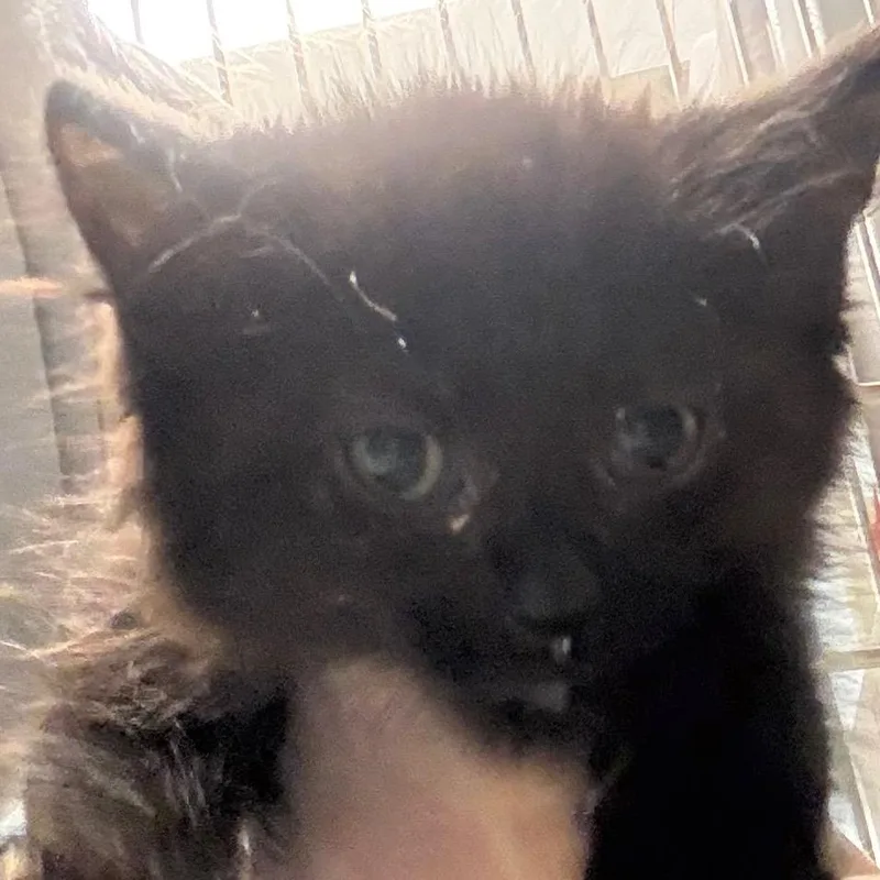 A baby small-sized male Black Domestic Medium Hair cat named Flip Flops for adoption in Wheeling, IL