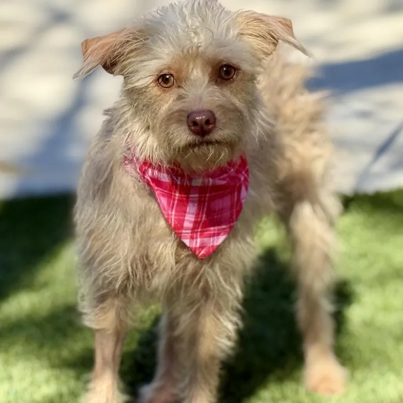 An adult small-sized female Yellow / Tan / Blond / Fawn Terrier dog named Fiona for adoption in Hondo, TX
