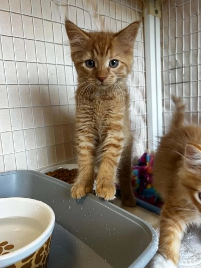 A baby medium-sized male Tabby (Orange / Red) Domestic Short Hair cat named Percy Orange for adoption in Chambersburg, PA
