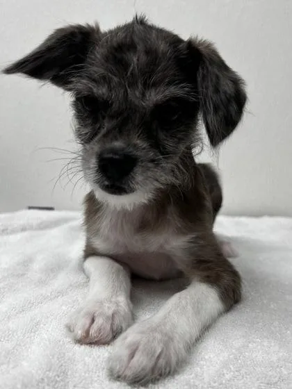 A young small-sized female Schnauzer dog named Teresa for adoption in Phoenix, AZ