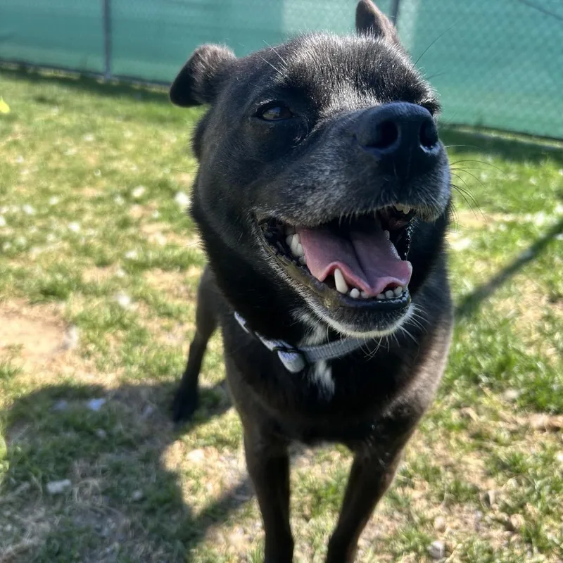 An adult medium-sized male Black Mixed Breed dog named Oscar for adoption in Harrisonburg, VA