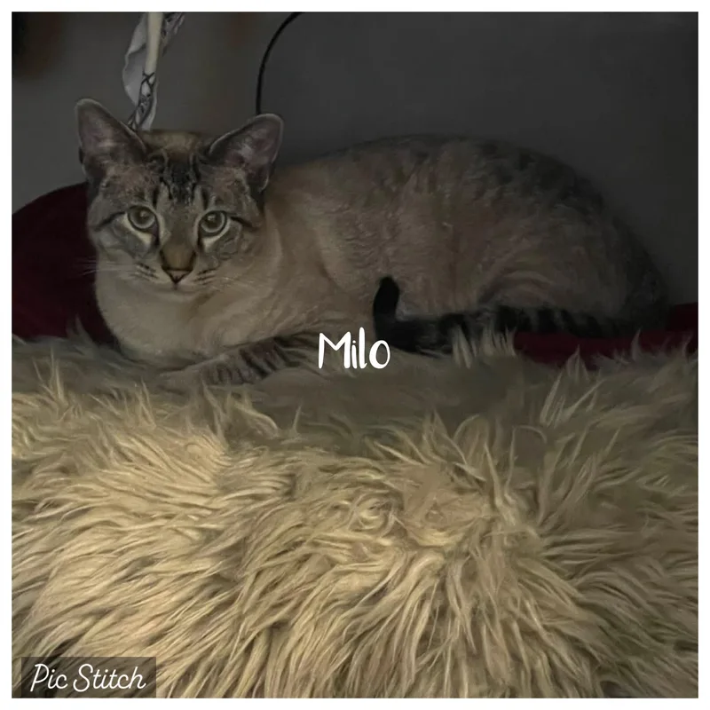 Milo thumbnail 2