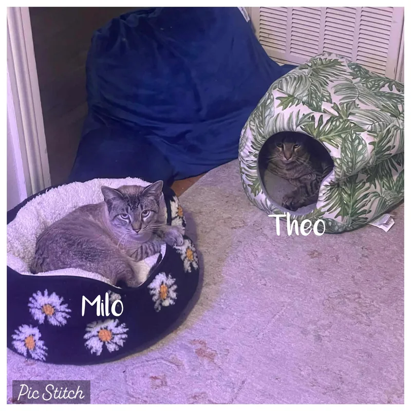 Milo thumbnail 3