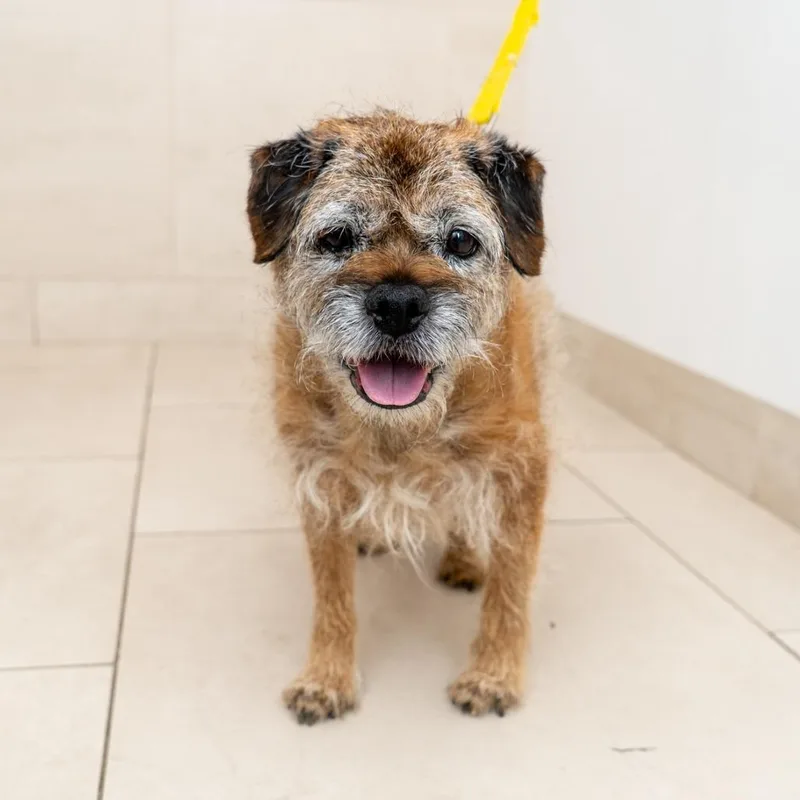 A senior medium-sized male Yellow / Tan / Blond / Fawn Border Terrier dog named Elmo for adoption in New York, NY