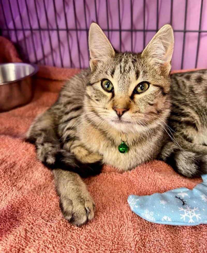 A baby medium-sized male Domestic Short Hair cat named Tracker for adoption in Gillette, WY