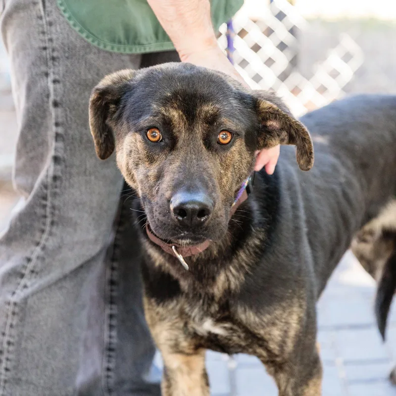 A young large-sized male Mixed Breed dog named Sebastopol for adoption in Oakland, CA